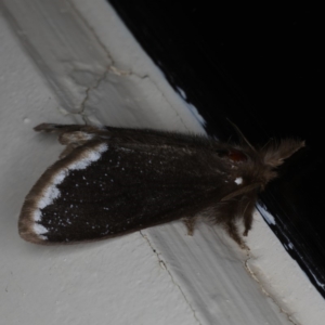 Euproctis marginalis at Ainslie, ACT - 28 Nov 2019 09:51 PM