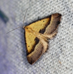 Anachloris subochraria (Golden Grass Carpet (Ennominae)) at O'Connor, ACT - 28 Nov 2019 by ibaird