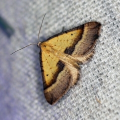 Anachloris subochraria (Golden Grass Carpet) at O'Connor, ACT - 28 Nov 2019 by ibaird