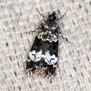 Eudonia protorthra at O'Connor, ACT - 28 Nov 2019