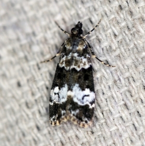 Eudonia protorthra at O'Connor, ACT - 28 Nov 2019