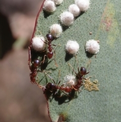 Papyrius nitidus (Shining Coconut Ant) at Aranda Bushland - 27 Nov 2019 by CathB