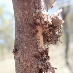 Papyrius nitidus (Shining Coconut Ant) at Dunlop, ACT - 27 Nov 2019 by CathB