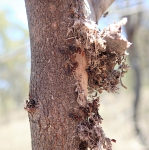 Papyrius nitidus at Dunlop, ACT - suppressed