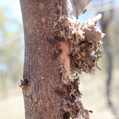 Papyrius nitidus (Shining Coconut Ant) at Dunlop, ACT - 27 Nov 2019 by CathB