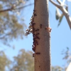 Papyrius nitidus at Dunlop, ACT - suppressed