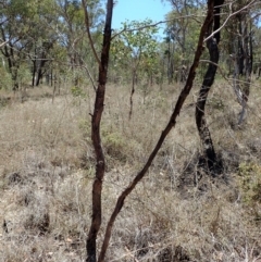 Papyrius nitidus at Dunlop, ACT - suppressed