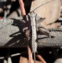 Nanodectes harpax (Small shield-back katydid) at Cook, ACT - 27 Nov 2019 by CathB