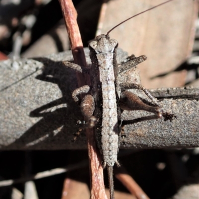 Nanodectes harpax (Small shield-back katydid) at Cook, ACT - 26 Nov 2019 by CathB
