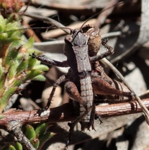 Nanodectes harpax at Cook, ACT - 27 Nov 2019