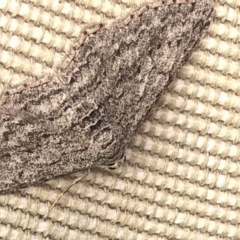 Phelotis cognata (Long-fringed Bark Moth) at Aranda, ACT - 29 Nov 2019 by Jubeyjubes