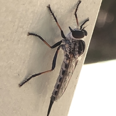 Cerdistus sp. (genus) (Yellow Slender Robber Fly) at Aranda, ACT - 29 Nov 2019 by Jubeyjubes