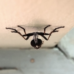 Cerdistus sp. (genus) at Aranda, ACT - 29 Nov 2019