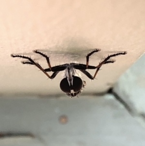 Cerdistus sp. (genus) at Aranda, ACT - 29 Nov 2019 05:44 PM