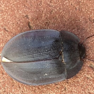 Pterohelaeus piceus (Pie-dish beetle) at Aranda, ACT - 29 Nov 2019 by Jubeyjubes