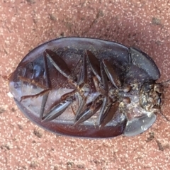 Pterohelaeus piceus at Aranda, ACT - 29 Nov 2019