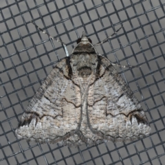 Austroterpna paratorna (Rounded Grey (Geometrinae)) at Ainslie, ACT - 28 Nov 2019 by jb2602