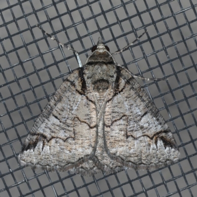 Austroterpna paratorna (Rounded Grey (Geometrinae)) at Ainslie, ACT - 28 Nov 2019 by jb2602