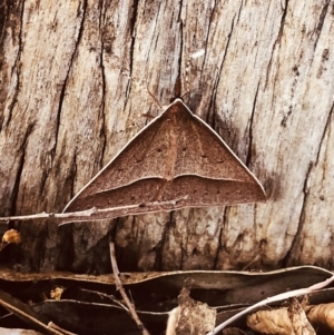 Epidesmia chilonaria at Hughes, ACT - 29 Nov 2019 09:00 AM