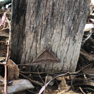 Epidesmia chilonaria at Hughes, ACT - 29 Nov 2019 09:00 AM