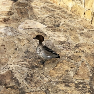 Chenonetta jubata (Australian Wood Duck) at Hughes, ACT - 26 Nov 2019 by ruthkerruish