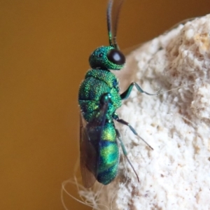 Primeuchroeus sp. (genus) at Spence, ACT - 29 Nov 2019 05:01 PM