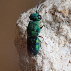 Primeuchroeus sp. (genus) at Spence, ACT - 29 Nov 2019