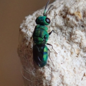 Primeuchroeus sp. (genus) at Spence, ACT - 29 Nov 2019 05:01 PM