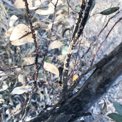 Eriococcus coriaceus (Gumtree Scale) at Hughes Garran Woodland - 28 Nov 2019 by ruthkerruish