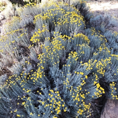 Santolina chamaecyparissus (Cotton Lavender) at Hughes Garran Woodland - 26 Nov 2019 by ruthkerruish