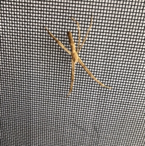 Asianopis sp. (genus) at Bermagui, NSW - 29 Nov 2019 04:36 PM