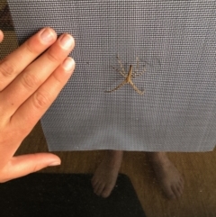 Asianopis sp. (genus) at Bermagui, NSW - 29 Nov 2019