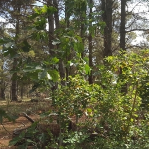 Ficus carica at Jerrabomberra, ACT - 12 Nov 2019