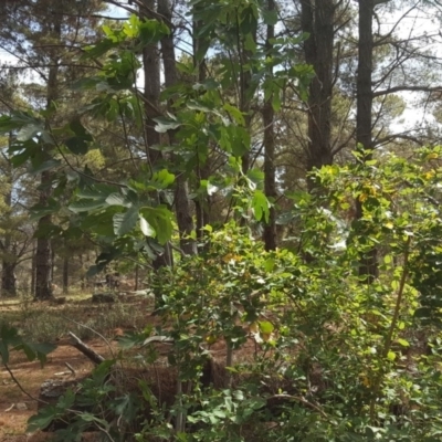 Ficus carica (Fig) at Isaacs Ridge and Nearby - 12 Nov 2019 by Mike