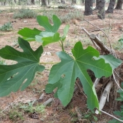 Ficus carica at Jerrabomberra, ACT - 12 Nov 2019