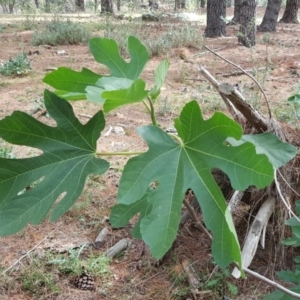 Ficus carica at Jerrabomberra, ACT - 12 Nov 2019