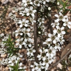 Leptospermum continentale (Prickly Teatree) at Garran, ACT - 24 Nov 2019 by ruthkerruish