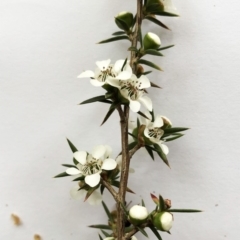 Leptospermum continentale at Garran, ACT - 24 Nov 2019 08:00 PM