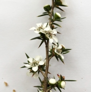 Leptospermum continentale at Garran, ACT - 24 Nov 2019 08:00 PM