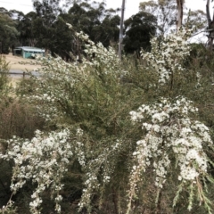 Kunzea ericoides (Burgan) at Garran, ACT - 23 Nov 2019 by ruthkerruish