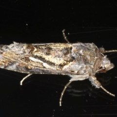 Chrysodeixis argentifera (Tobacco Looper) at Ainslie, ACT - 28 Nov 2019 by jb2602