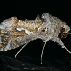 Chrysodeixis argentifera at Ainslie, ACT - 28 Nov 2019 08:51 PM