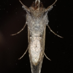 Chrysodeixis argentifera at Ainslie, ACT - 28 Nov 2019
