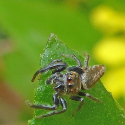 Opisthoncus grassator (Jumping spider) at Aranda, ACT - 6 Nov 2014 by JanetRussell