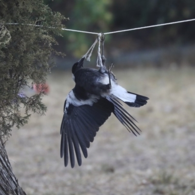 Gymnorhina tibicen (Australian Magpie) at Higgins, ACT - 28 Nov 2019 by AlisonMilton