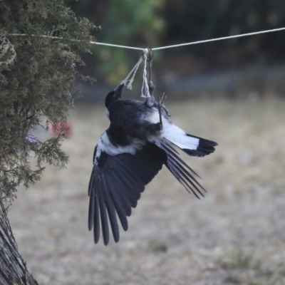 Gymnorhina tibicen (Australian Magpie) at Higgins, ACT - 29 Nov 2019 by AlisonMilton