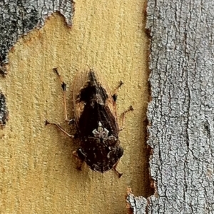 Stenocotis depressa at Aranda, ACT - 24 Jan 2013 10:25 AM