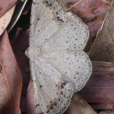 Taxeotis intextata (Looper Moth, Grey Taxeotis) at Aranda, ACT - 6 Nov 2014 by JanetRussell