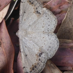Taxeotis intextata (Looper Moth, Grey Taxeotis) at Aranda, ACT - 6 Nov 2014 by JanetRussell