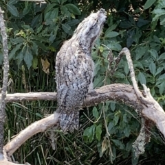 Podargus strigoides (Tawny Frogmouth) at Mittagong, NSW - 29 Nov 2019 by BLSHTwo